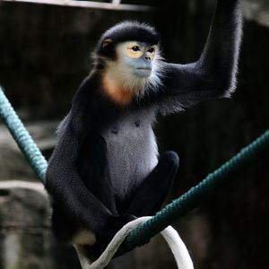 Black-shanked douc female