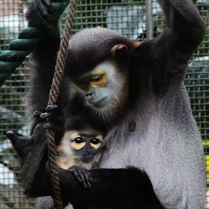 Black-shanked douc young cub and its mother