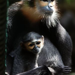 Black-shanked douc older cub and its mother
