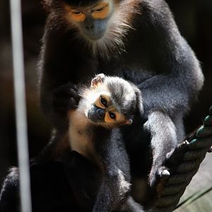 Black-shanked douc older cub and its mother