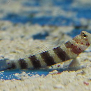 Blenny