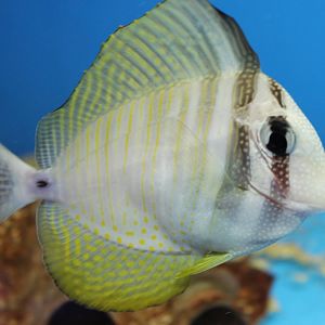 Indian Ocean sailfin tang
