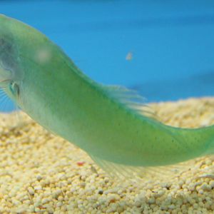 Halichoeres chloropterus