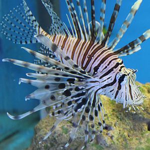Lionfish