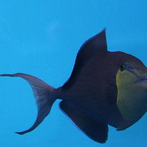 Red-toothed triggerfish