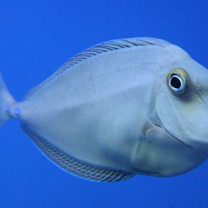 Blue-spined unicornfish