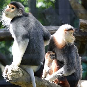 Red-shanked douc langurs