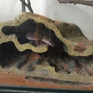 Thick tailed gecko (underwoodisaurus milli)