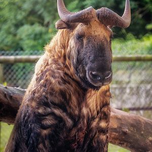 Mishmi takin : Paignton : 23 Sep 2015