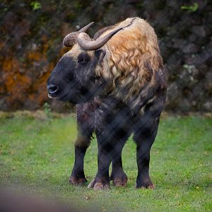 Mishmi takin : Paignton : 23 Sep 2015