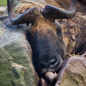 Mishmi takin : Paignton : 23 Sep 2015