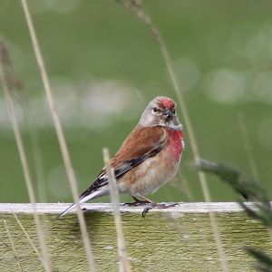 Common linnet