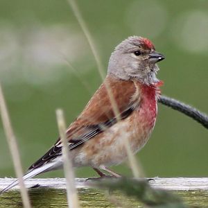 Common linnet