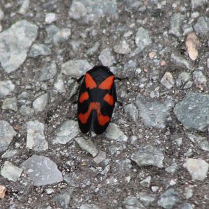 Black and red froghopper