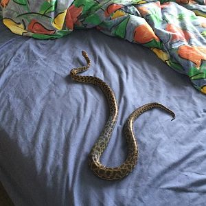 Spotted Python (Antaresia maculosa)