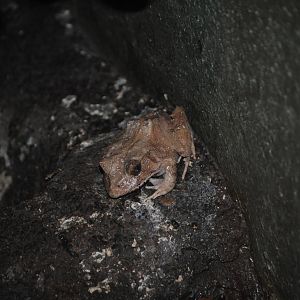 Solomon Islands Leaf Frog