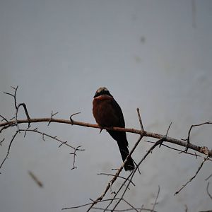 White-Fronted Bee-Eater