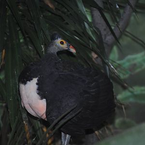 Maleo