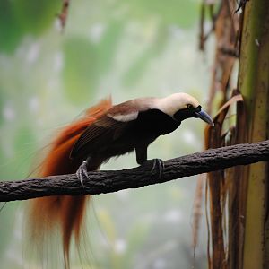 Raggiana Bird-of-Paradise