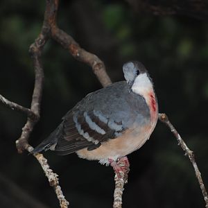 Luzon Bleeding-Heart Pigeon