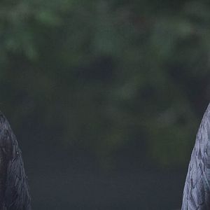 Wrinkled hornbill : Paignton : 23 Sep 2015