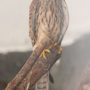 Lesser kestrel female