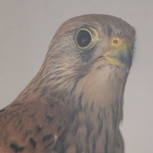 Lesser kestrel female