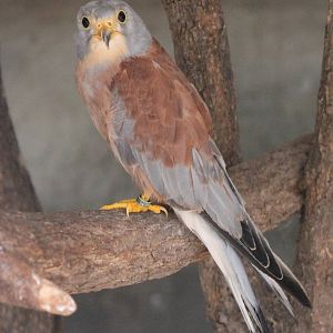 Lesser kestrel male