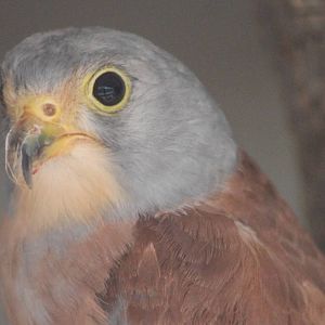 Lesser kestrel male