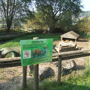View Red River Hog enclosure