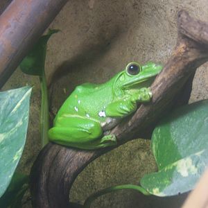 Giant Tree Frog (Litoria infrafrentata)