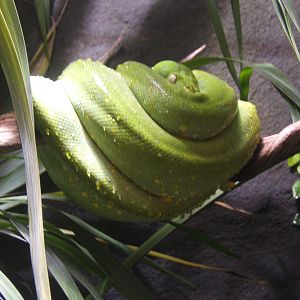Green Tree Python