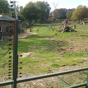 View of Guinea Baboon enclosure