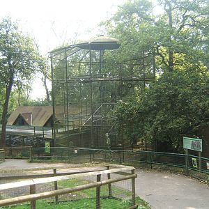 View of Gorilla enclosure