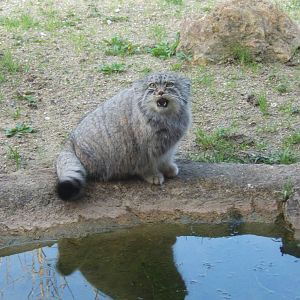 Pallas Cat