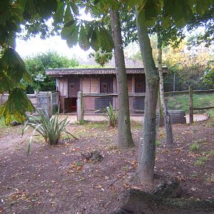 View of Kirk`s Dik-dik enclosure