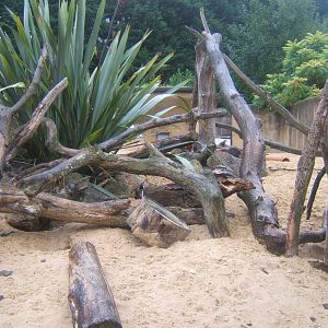 Meerkat enclosure