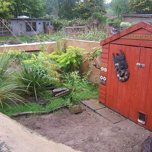 Dwarf Mongoose enclosure