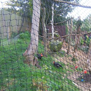 View of Southern Ground Hornbill Aviary