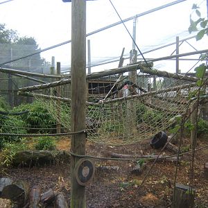 View of Spider Monkey enclosure