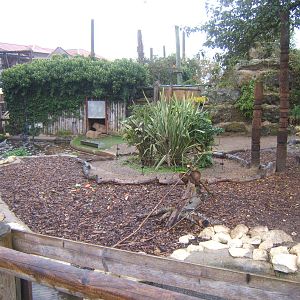 View of Capybara enclosure
