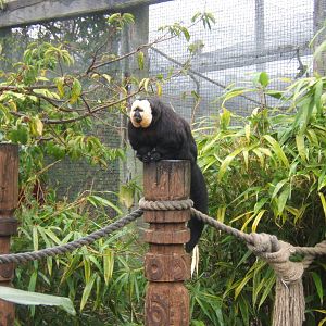 White-faced Saki Monkey