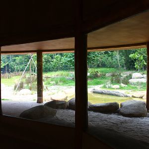 Wild Africa - African Painted Dog exhibit