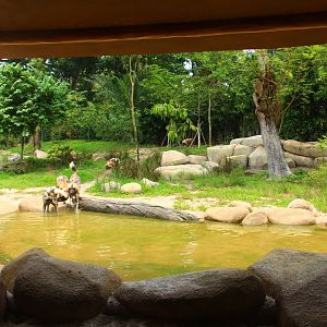 Wild Africa - African Painted Dog exhibit