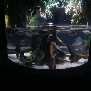 View of Mangrove tank in sealife