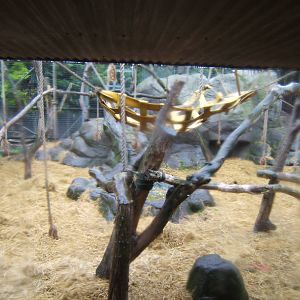 View of Gorilla enclosure