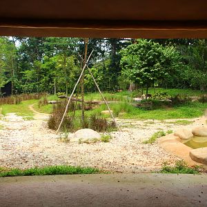 Wild Africa - African Painted Dog exhibit