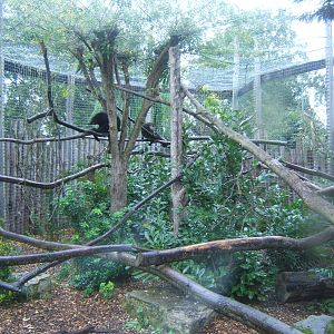 View of Binturong enclosure