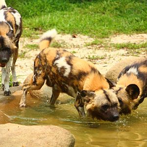 Wild Africa - African Painted Dog exhibit