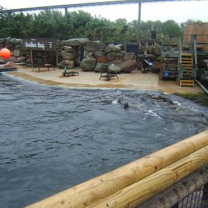 View of Californian Sealion enclosure